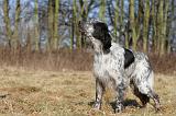 SETTER ANGLAIS 036